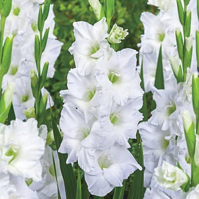 V Seed Gladiola Flower Bulb White Color Seed Seed(8 per packet)