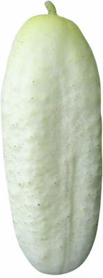WILLVINE ™High Germination Cucumber Fruit Seeds-White Seed(1000 per packet)