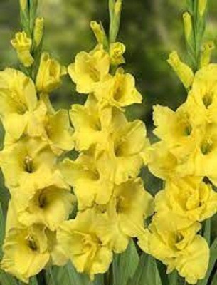 Sjeme Gladiola Flower Bulb Yellow Color Seed Seed(38 per packet)