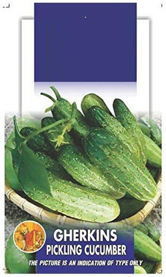 ActrovaX Gherkins Pickling Cucumber Exotic [250 Seeds] Seed(250 per packet)