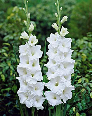 V Seed Gladiola Flower Bulb White Color Seed Seed(40 per packet)