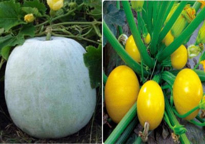 Qualtivate ® Ash Gourd Mithai Petha and Zucchini (Squash) Round Yellow (Hybrid) Seed(150 Seeds) Seed(150 per packet)