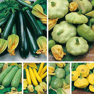 ActrovaX Zucchini/Summer Squash 6 Types [400 Seeds] Seed(400 per packet)