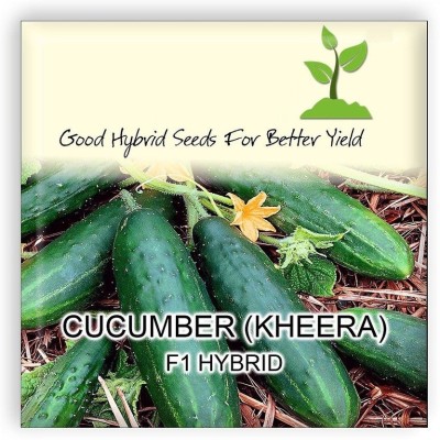 ActrovaX Cucumber (Kheera) F1 Hybrid Imported Vegetable [10gm Seeds] Seed(10 g)