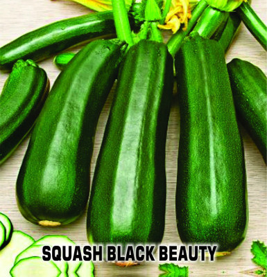 CYBEXIS Squash green Seeds100 Seeds Seed(100 per packet)