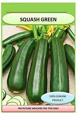 ActrovaX Squash Green/zucchini F1 Hybrid Organic [3200 Seeds] Seed(3200 per packet)