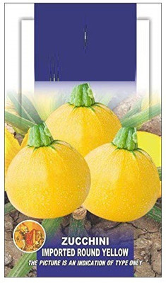 ActrovaX Squash Zucchini Yellow Long Exotic [100 Seeds] Seed(100 per packet)