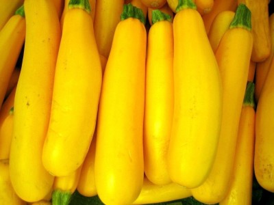 Qualtivate ® Squash, Zucchini Yellow Long Seeds(125 Seeds) Seed(125 per packet)