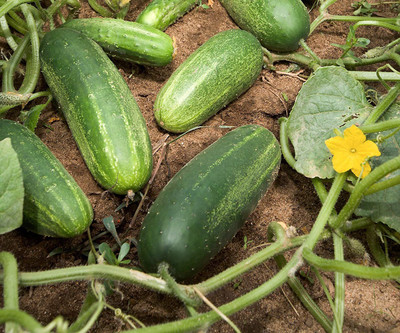 Qualtivate ® VELLARIKAI/KHIRA/CUCUMBER SEEDS(350 Seeds) Seed(350 per packet)