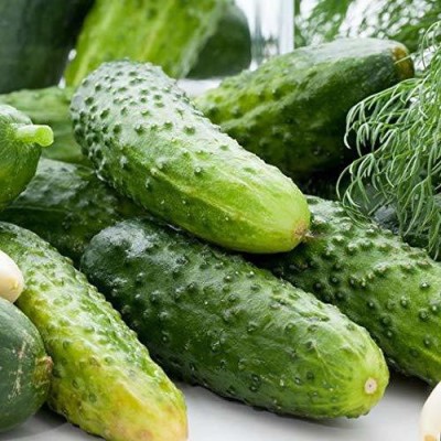 Qualtivate ® Khira Cucumber Seed Summer Vegetable Seeds (100 Seeds) Seed(100 per packet)