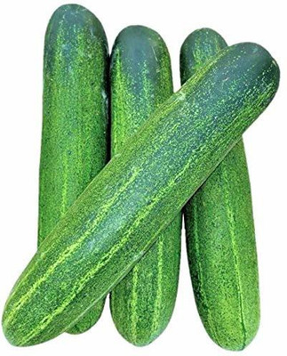 CYBEXIS Hybrid Kheera Cucumber Seeds1000 Seeds Seed(1000 per packet)