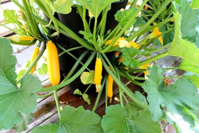 Qualtivate ™ Squash Yellow Zucchini Vegetable Seeds(30 Seeds) Seed(30 per packet)