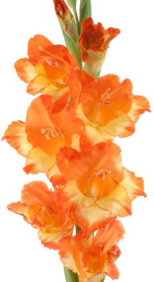 V Seed Gladiola Flower Bulb Orange Color Seed Seed(2 per packet)