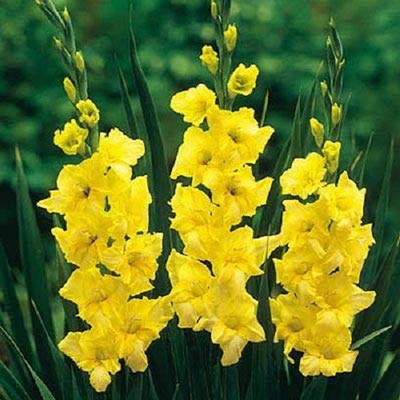 Sjeme Gladiola Flower Bulb Yellow Color Seed Seed(22 per packet)