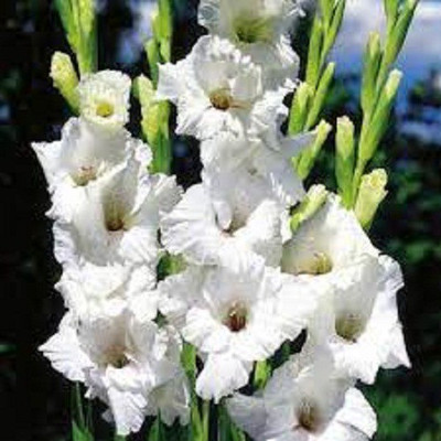 V Seed Gladiola Flower Bulb White Color Seed Seed(22 per packet)