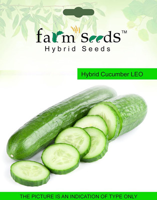 Biosnyg SEEDS Hybrid Cucumber LEO 1 Packet Seeds 2500 Seeds Seed(2500 per packet)