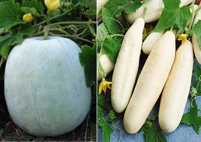 Qualtivate ™ Ash Gourd Mithai Petha and Cucumber White Long Seed(500 Seeds) Seed(500 per packet)