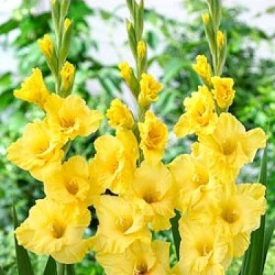 V Seed Gladiola Flower Bulb Yellow Color Seed Seed(26 per packet)