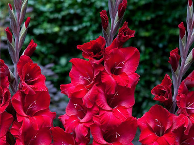 Sjeme Gladiola Flower Bulb Blood Red Color Seed Seed(22 per packet)