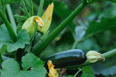 Biosnyg Greens Squash Green Zucchini Vegetable Seeds 100 Seeds Seed(100 per packet)