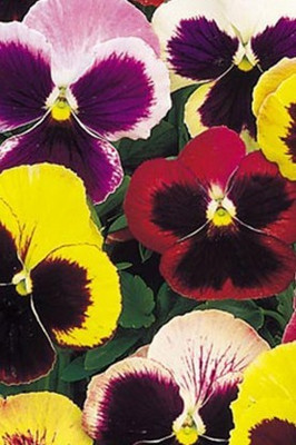 RDK Pansy Swiss Giant Mix Seed(20 per packet)