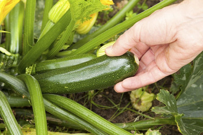 Biosnyg SEEDS Hybrid Zucchini 1 Packet Seeds Seed 100 Seeds Seed(100 per packet)