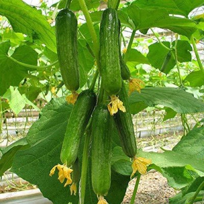 ActrovaX Cucumber Cuke Green Vegetables [500 Seeds] Seed(500 per packet)