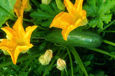 Qualtivate ™ Hybrid Zucchini 1 Packet Seeds Seed(20 Seeds) Seed(20 per packet)