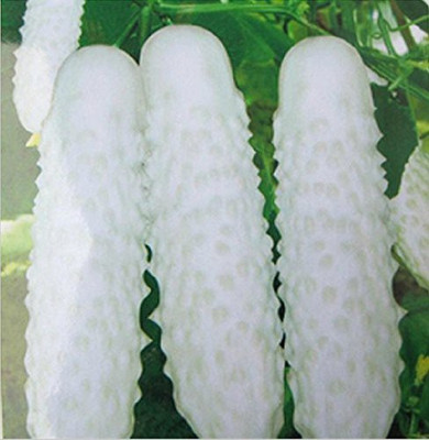 Qualtivate ™ Balcony cucumber seeds - White(125 Seeds) Seed(125 per packet)