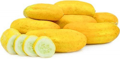 WILLVINE ™Cucumber Sambar Seeds Climber Fruit Vegetable Seeds Seed(1000 per packet)