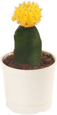 GRRENGROW Moon Cactus Plant(Pack of 1)