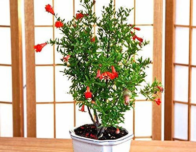 Aywal Pomegranate Anar Red Bhagwa Seed(50 per packet)
