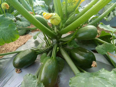 PRADHAM SEEDS SQUASH Seed(50 g)