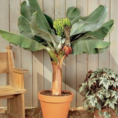 SeedsVille Dwarf Cavendish Banana Tree 25 Seeds Pack, All Seasons - Indoor/Outdoor Fruit Seed