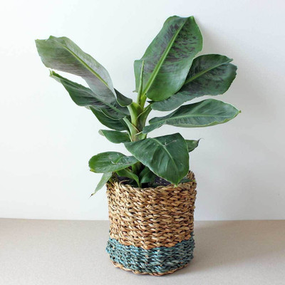 InGreen Banana Plant(Hybrid, Pack of 1)