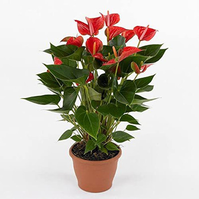HERBALISM Anthurium Plant(Pack of 1)