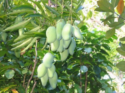 MODERN PLANT Mango Plant(Pack of 1)