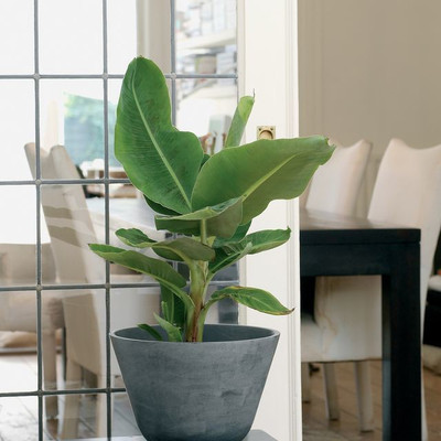 InGreen Banana Plant(Hybrid, Pack of 1)