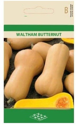 CYBEXIS Musk Pumpkin Waltham Butternut Seeds400 Seeds Seed(400 per packet)