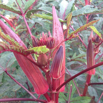 CYBEXIS Red Okra Seeds Organic Abelmoschus Esculentus-200 Seeds Seed(200 per packet)