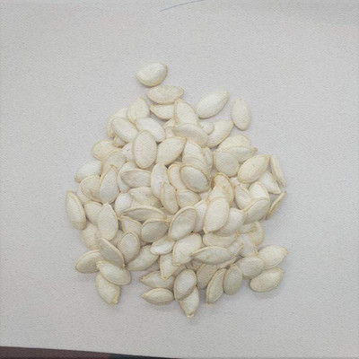 CYBEXIS Hybrid Green Pumpkin400 Seeds Seed(400 per packet)