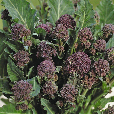 CYBEXIS Brocolli Early Sprouting Purple Seeds2000 Seeds Seed(2000 per packet)