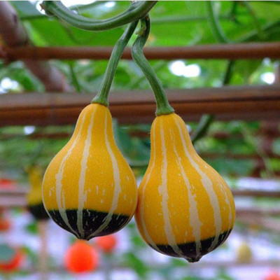 CYBEXIS Cucurbita Moschata Pumpkin Squash Vegetables400 Seeds Seed(400 per packet)