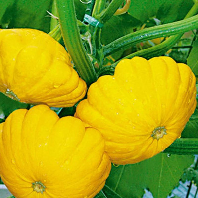 CYBEXIS Scallop Squash Pumpkin Seeds 100 Seeds Seed(100 per packet)