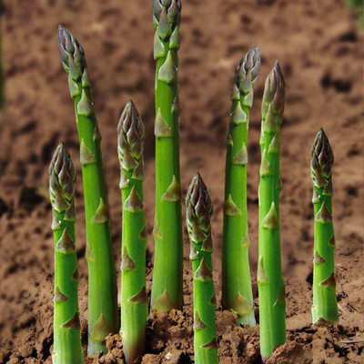 CYBEXIS Organic Heirloom Asparagus Seeds400 Seeds Seed(400 per packet)