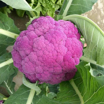 CYBEXIS Hybrid Cauliflower Purple Seeds (Brassica Oleracea)2000 Seeds Seed(2000 per packet)