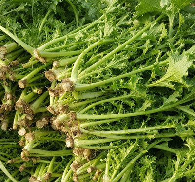 CYBEXIS Mustard Salted Vegetable Plants Seeds700 Seeds Seed(700 per packet)