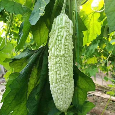 Qualtivate ® Hybrid Bitter Gourd Seeds Seed(250 per packet)