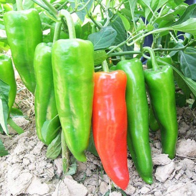 CYBEXIS Sweet Pepper Seeds（Capsicum frutescens）2400 Seeds Seed(2400 per packet)