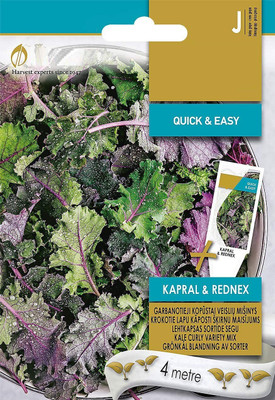 CYBEXIS Curly Kale MIX Seeds500 Seeds Seed(500 per packet)